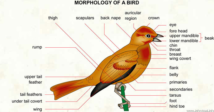 Bird  (Visual Dictionary)